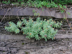 Photo By: Stephen M. Young. Photo taken: Yates County, NY on 17 June 2003